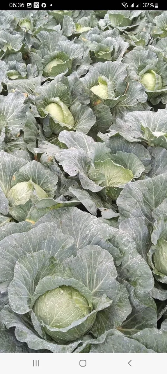 Вьетнам-поставщик, высокое качество, Лидер продаж, свежие зеленые овощи и свежая капуста для экспорта на мировые рынки