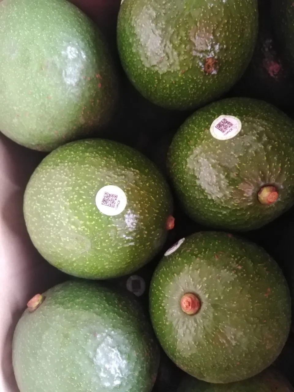 CUSTOMIZED BRAND AVOCADO FROM VIETNAM - HASS AVOCADO FOR EXPORT WITH THE BEST PRICE STANDARD HIGH TROPICAL FRUIT AVAILABLE