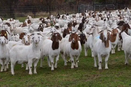 Healthy Boer Goats