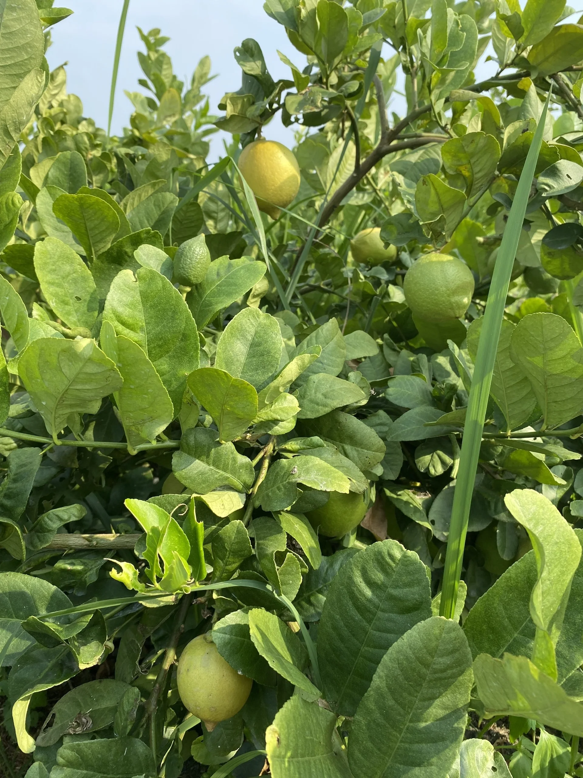 High quality LEMON FLAVOR EXTRACT POWDER health care products lemon extract