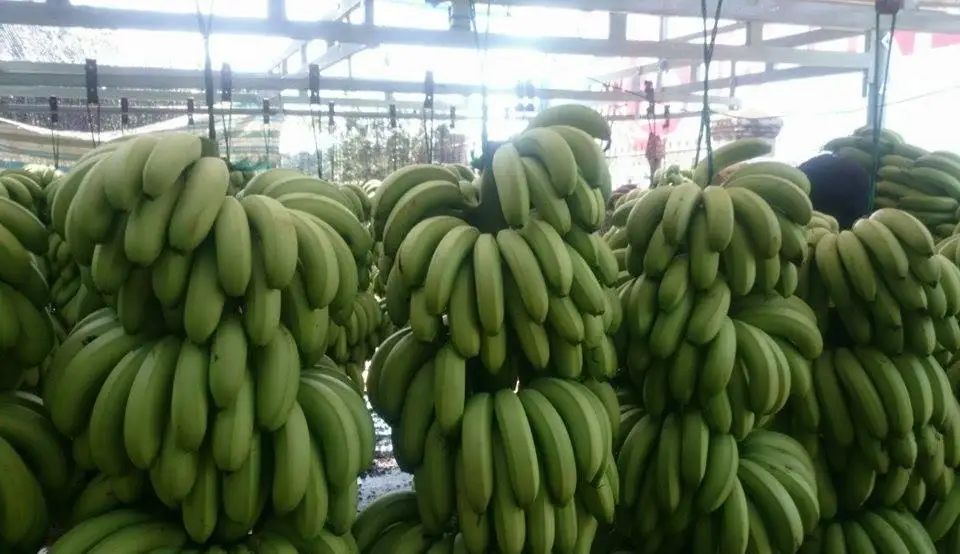 Tropical Banana Fresh cavendish Banana Natural Fruits Fresh Fruit ORIGIN VIETNAM Cavendish Banana