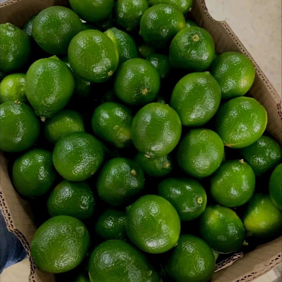 Lime Green OEM Package Weight Size- Low MOQ Support Grade lemon Fresh Seedless Lime Lifefoods from Vietnam