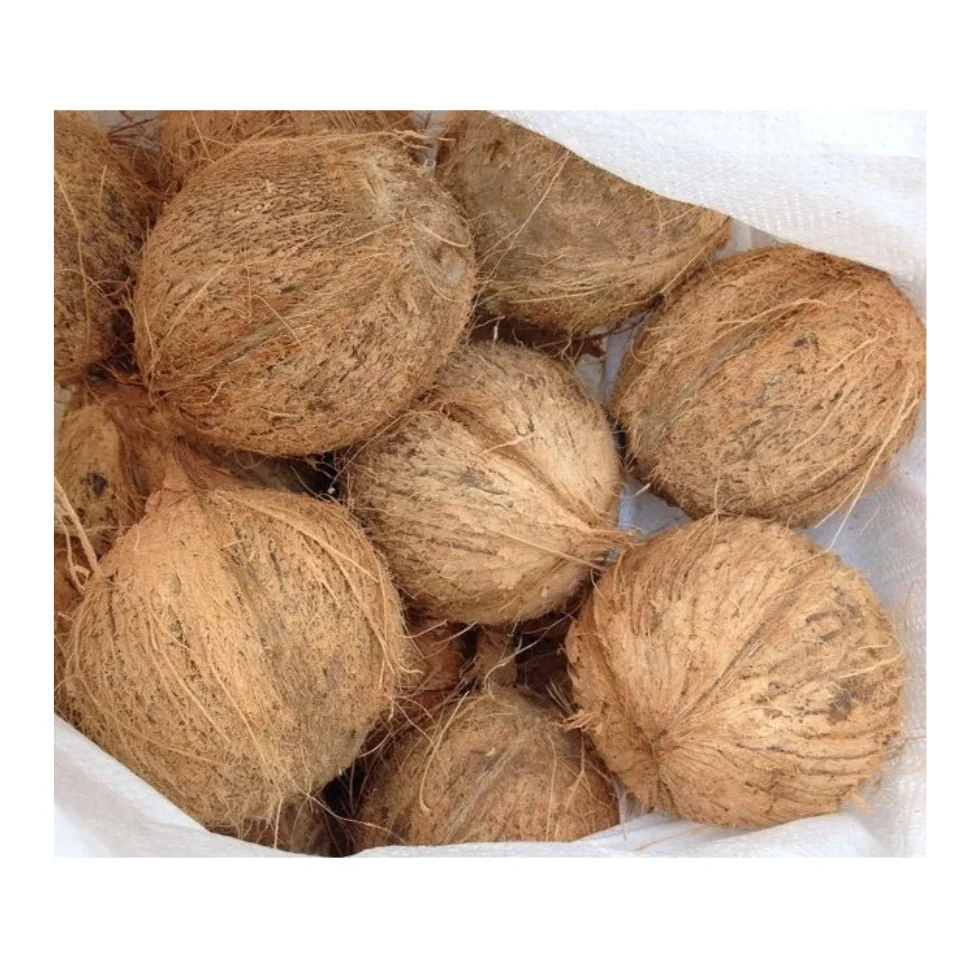 Coconuts for sale in shell from Vietnam at the best price for export with 100% high quality  From 99 Gold Data in Vietnam
