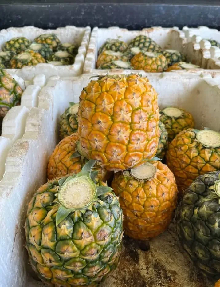 Low Priced Mexico Non GMO Fresh Fruit Golden Ananas Comosus MD2 Pineapple