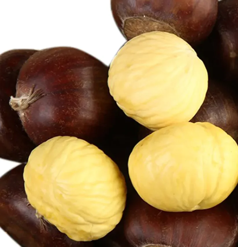 High Quality United Kingdom Fresh Chestnut New Crop Raw Sweet Chestnut Fresh Raw Organic Low Price