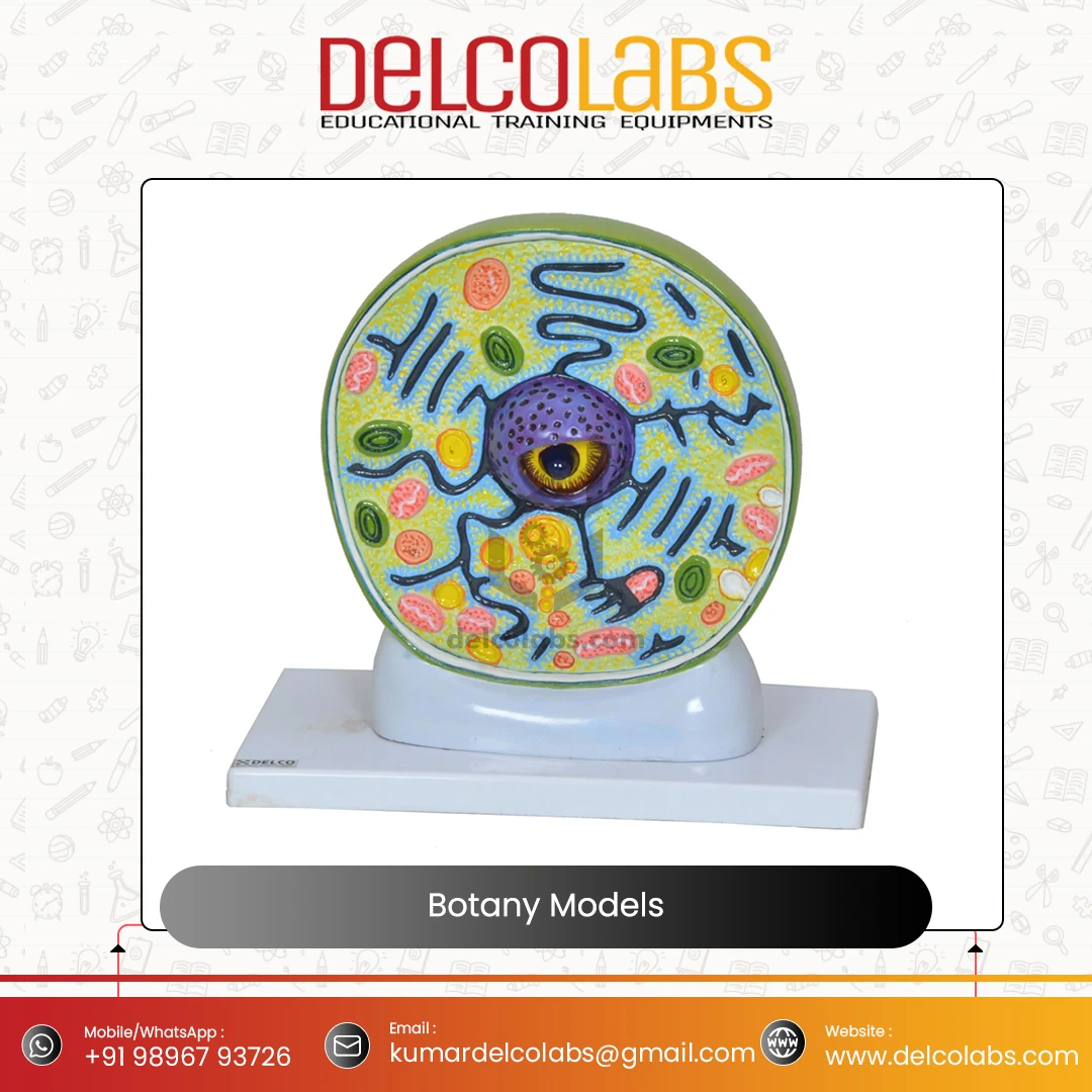 Excellent Quality Supplier of Bulk Selling Biology Botany Models Plant Cell Dicot Monocot Root Leaf Stem for Teaching Purpose