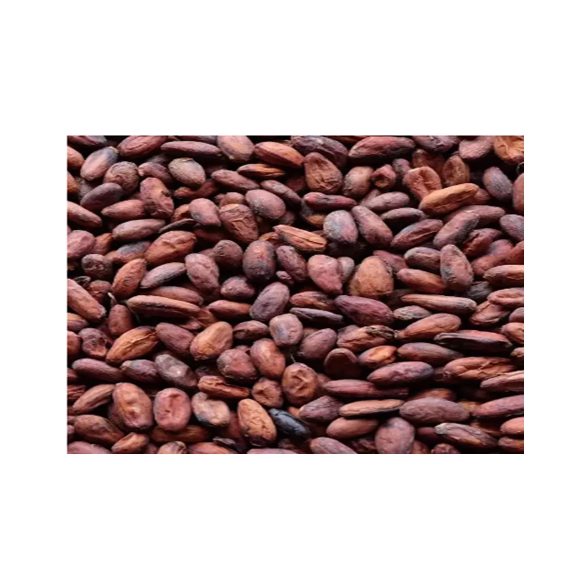 Сушеные на солнце сырые какао-бобы от Cote D Ivoire | Поставщики какао-бобов Производители Оптовики гречневая