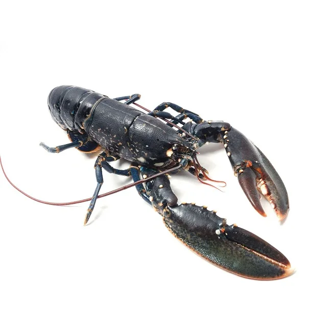 Caribbean Spiny Lobster Panulirus Argus/Australian Spiny Lobster Panulirus Cygnus/European Lobster Homarus Gammarus