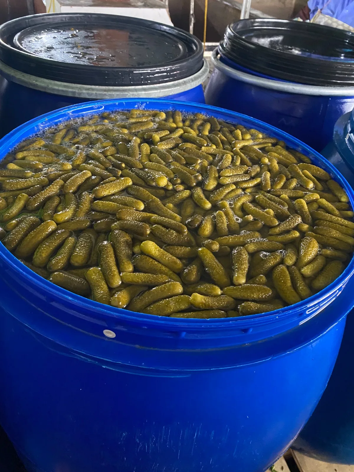 Vietnam Top Canned Food Branch Pickled Cucumber in Glass Jar 720 ml