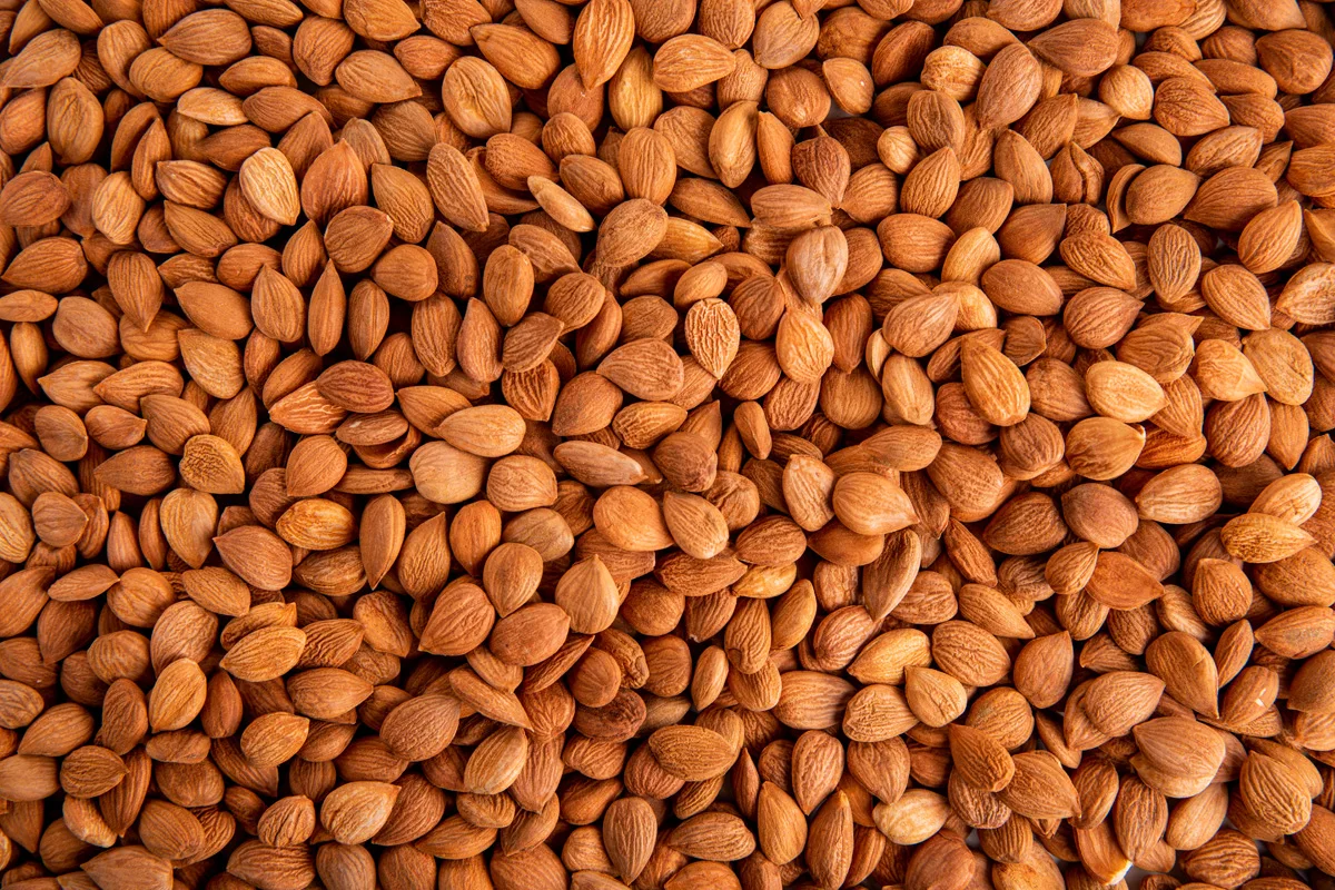 Best price apricot kernels rich natural composition healthy and healthy snack rich in antioxidants