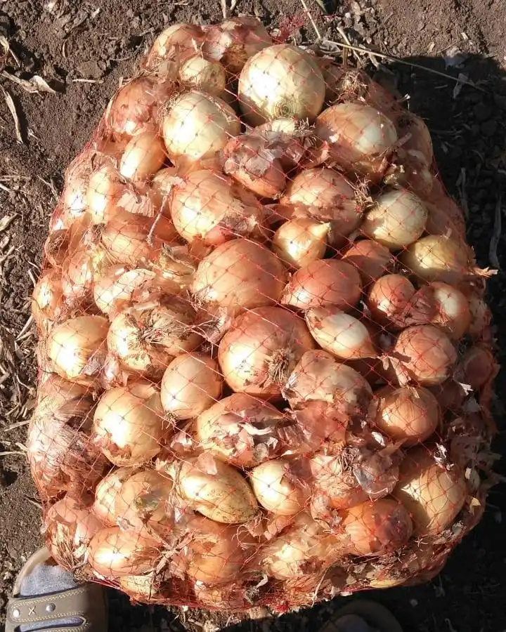 onions  (23).jpg