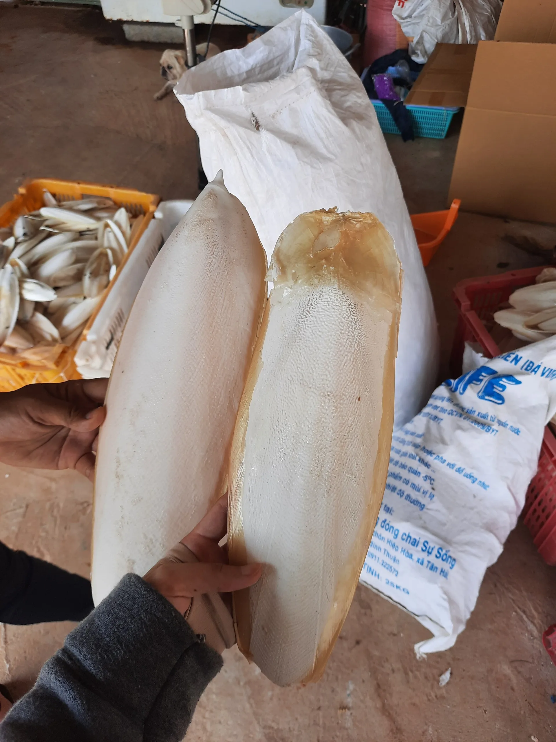 Natural 100% sun dried cuttle bone sale best grade squid cuttlefish bone cheap price Internal shell of cuttlefish