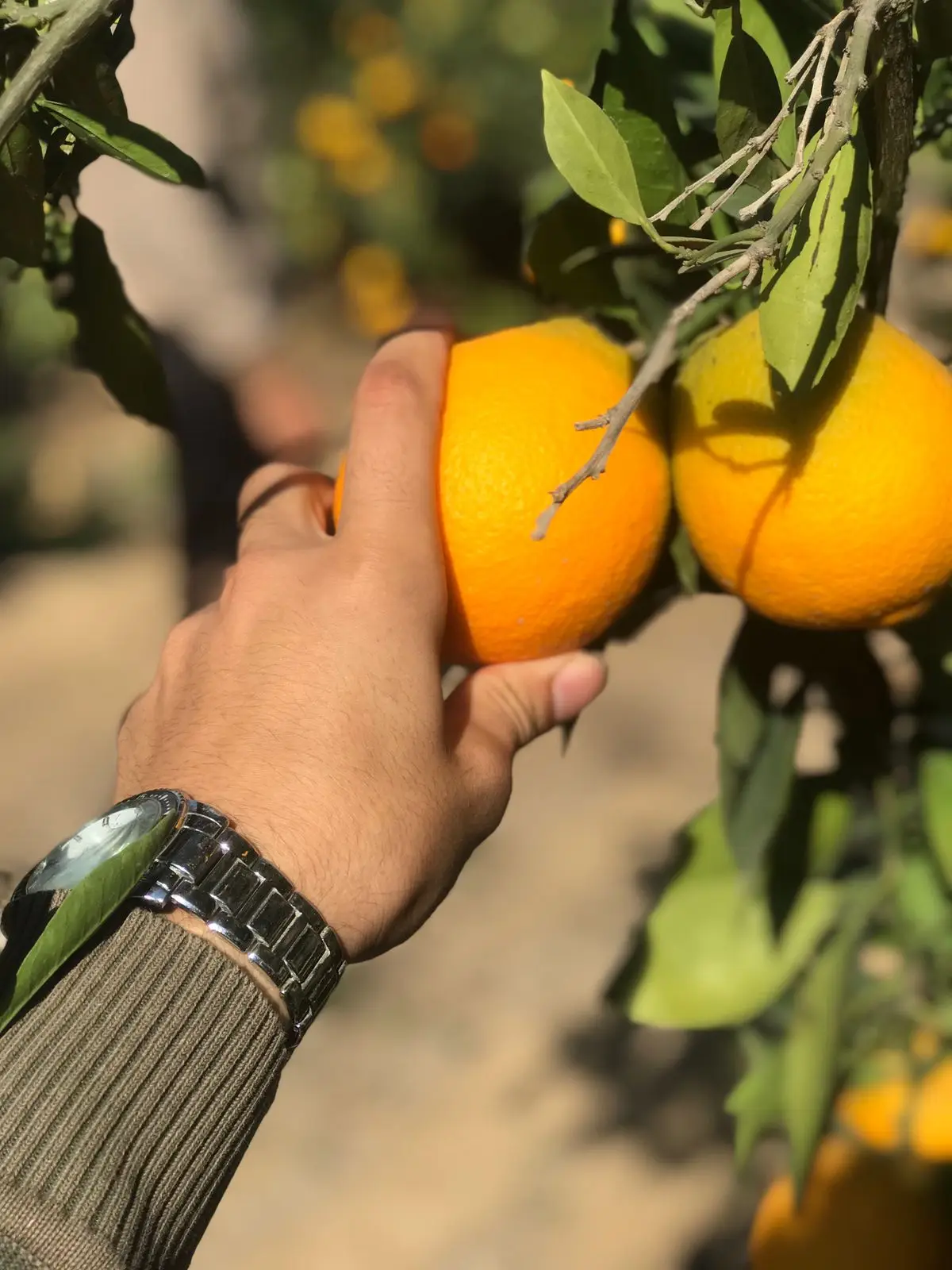 Fresh Abusra oranges from Egypt