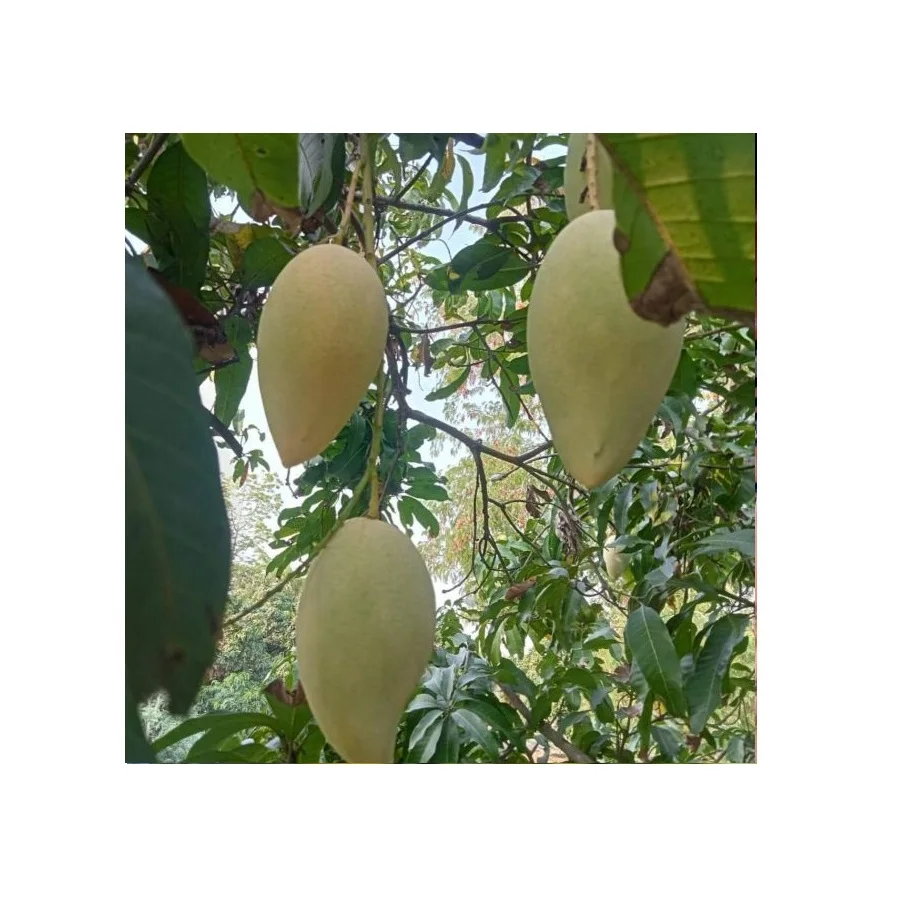 Fresh Mango Sweet and Tasty Golden Mangos Delicious Premium Quality and 100% Natural from Thailand Farms