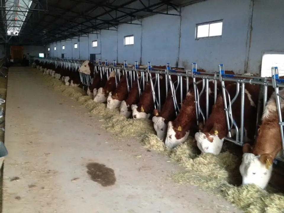 Cattle Feeding Systems Animal Feeder Lock System