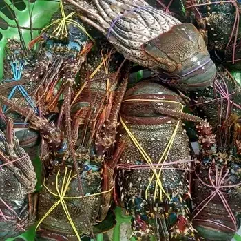 Fresh Frozen Lobsters, Raw Lobsters, Live Lobsters with Highest Export Quality