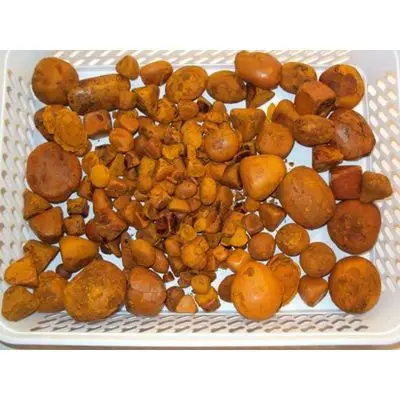 Ox Gallstones Cattle Gallstones Best Grade Cow Gallstones for sale ready now