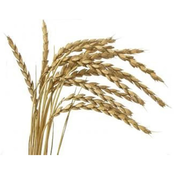 Wheat From Ukraine Dried Grade 3 Wheat Grain Best Wholesale Price