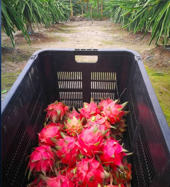 Fresh High Quality Dragon fruit Wholesale from Malaysia