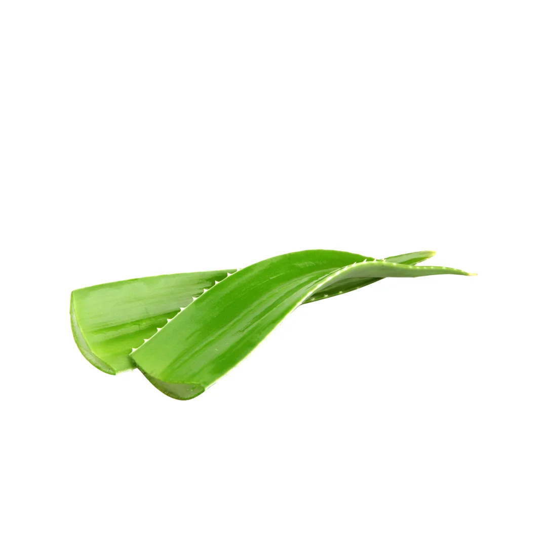 Premium Organic Aloe Vera Fresh Herbs: Handpicked, Naturally Grown, Farm-Fresh Quality