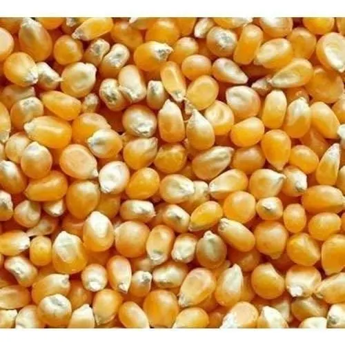 Farm-Grade Clean Maize Cattle Feed: Premium Nutrition for Optimal Results, Essential Nutrition for Cattle from indian supplier