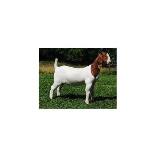 High Quality Cheap Wholesale Price Alive Boer Goats For sale