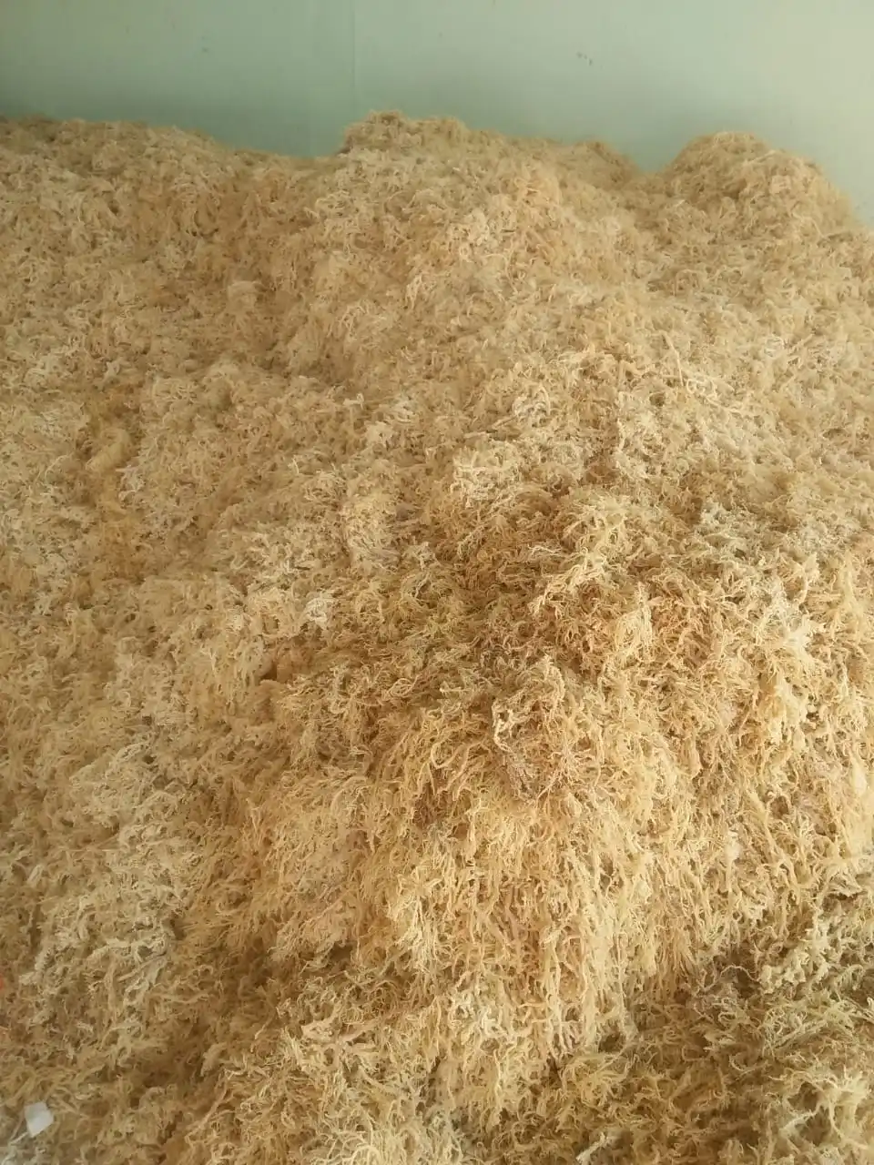 Оптовая продажа морской мох bladderwrack