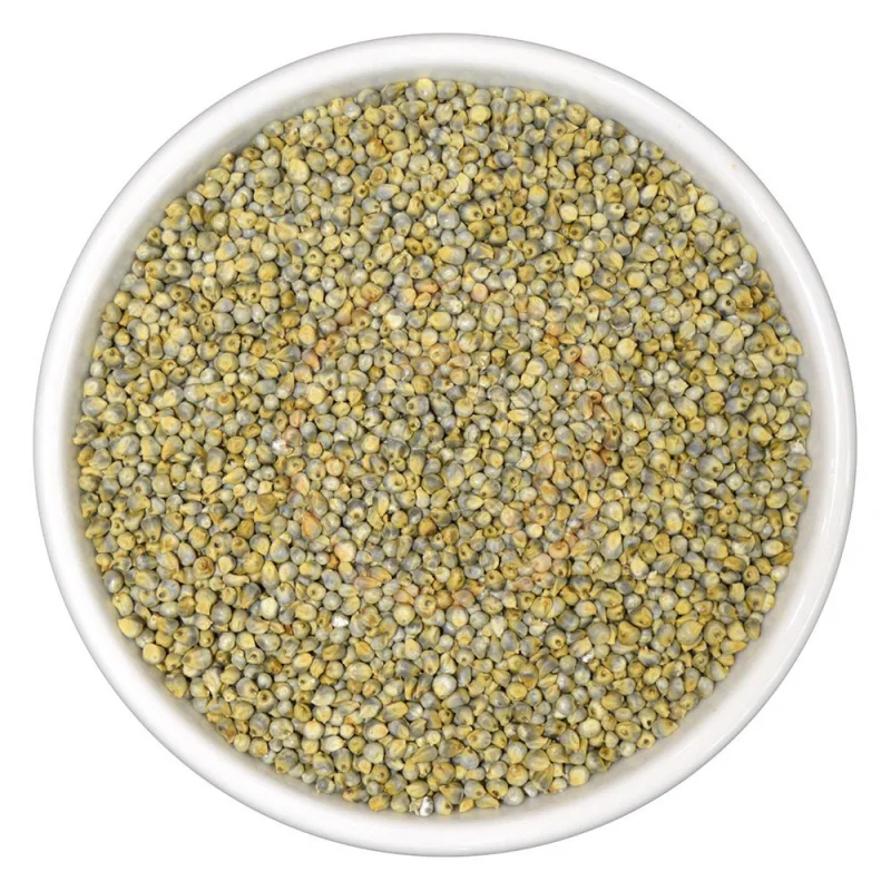 Premium grade Green Millet animal feed Sortex cleaned best use for animal feed protein 9% Export quality