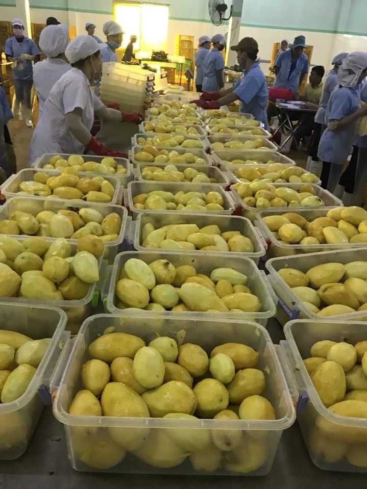 Vietnam Export Frozen Cat Chu Mango Best Price Whole Haft Slice IQF Dices Sweet Bulk Style Packing Material