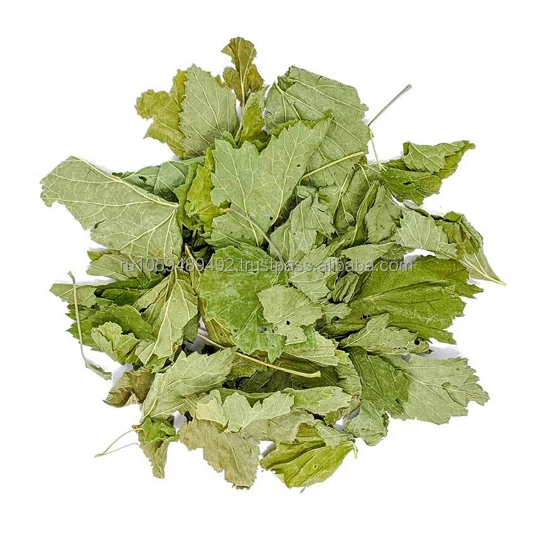 Dried whole currant leaves tea very beneficial for health best quality reliable supplier dried currant leaf