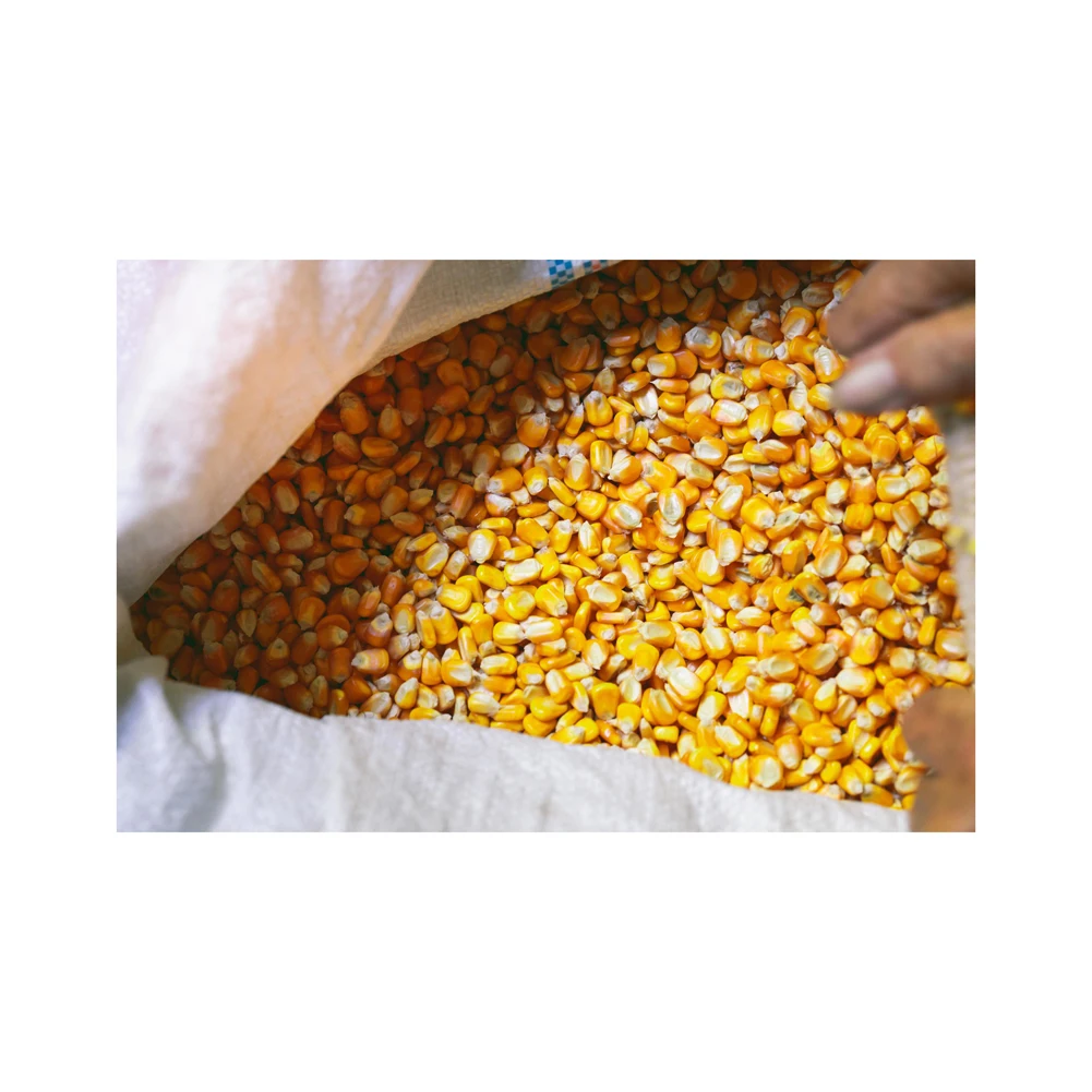 Высокое качество низкая оптовая цена Сушеные Желтые кукурузы/кукуруза для продажи