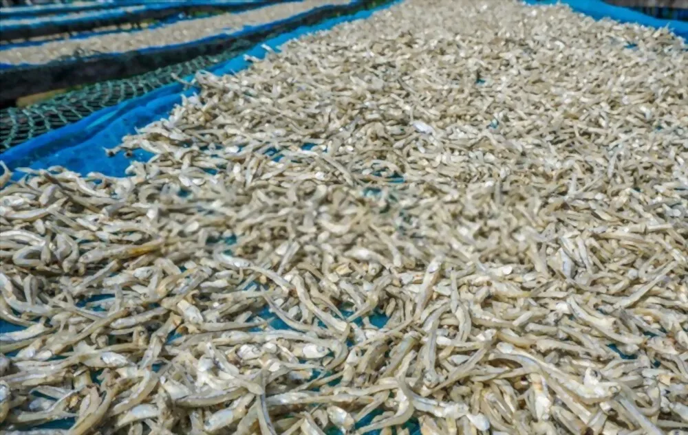 Dry seafood Dried Salted Anchovy 100% organic from Vietnam For Sale OEM Service With Vacuum Pack