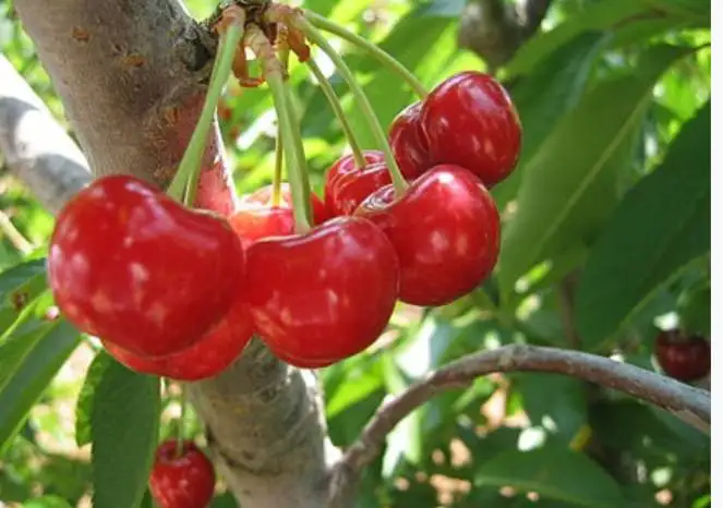 Dehydrated Cherry 100g./Pack, Low Sugar, Zero Flavorings, Wholesale from Factory in North of Thailand
