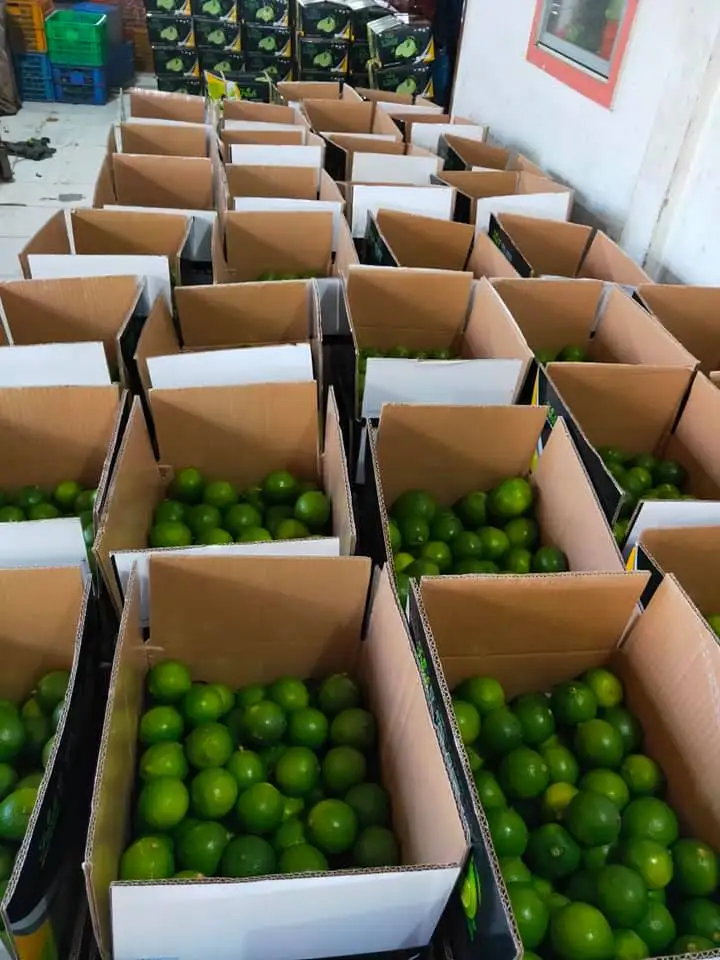 fresh green lime 5.jpg