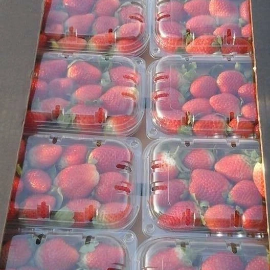 Wholesale Price Supplier of Fresh Fruit Berries Bulk Stock With Fast Shipping