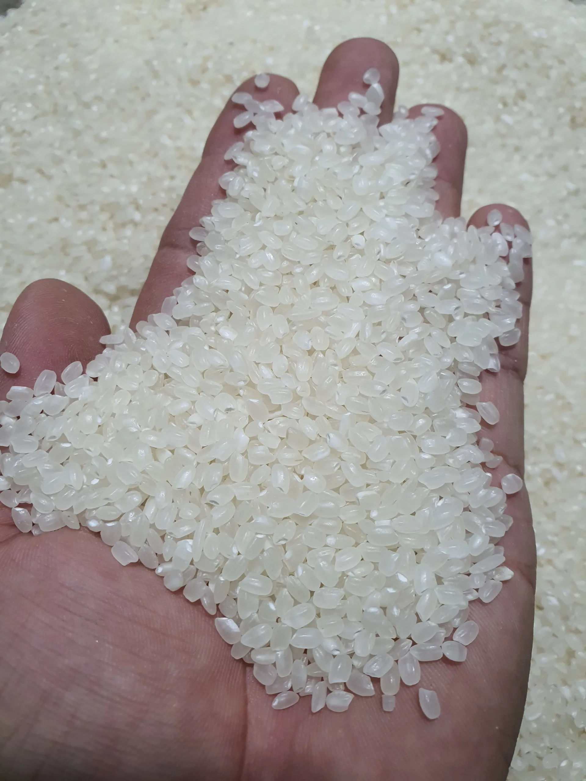 JAPANESE RICE NATUAL GRAIN WHITE EXPORTED OEM SUPPORT ORGANIC SHORT TYPE BYJCC VIETNAM RICE SUPPLIER