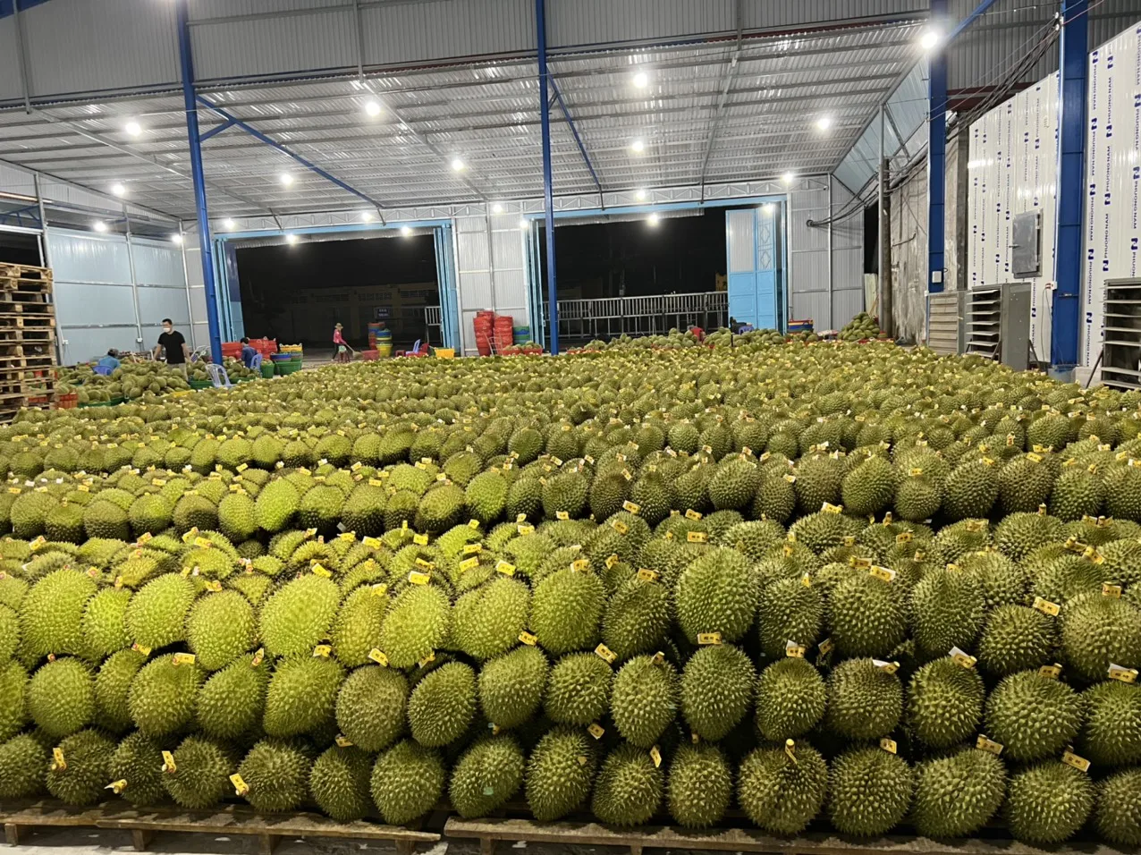 VIETNAM FROZEN DURIAN FLESH / WHOLE - WHATSAPP +84 395690184