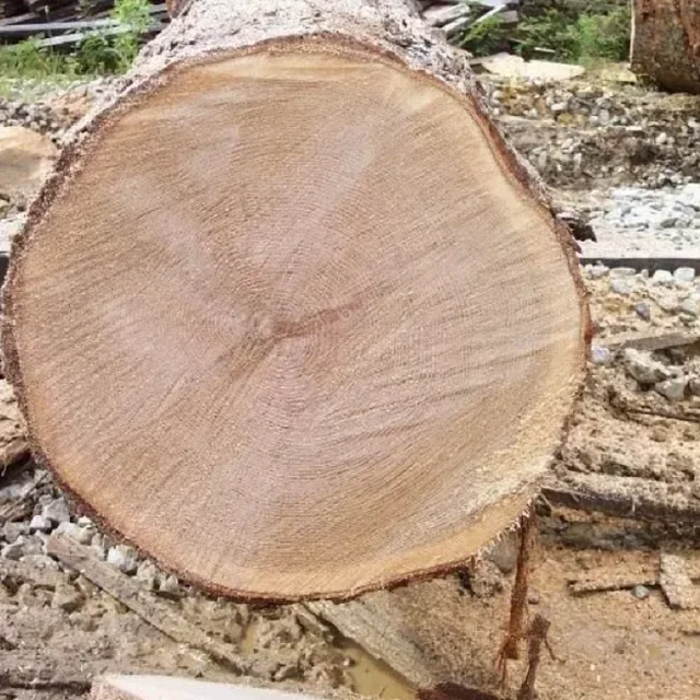PINE,SPRUCE, BIRCH, OAK, ASH , AFRICAN HARDWOOD LOGS FOR SALE