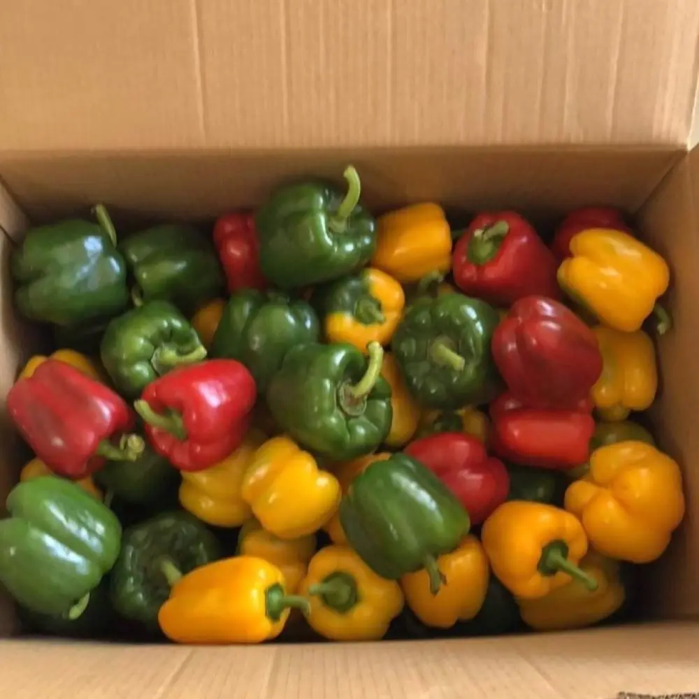 Green Farmer Household Supply  Vegetables Fresh Capsicum Bell Pepper Spicy Light Sweet For Cooking Spices High Quality Standard