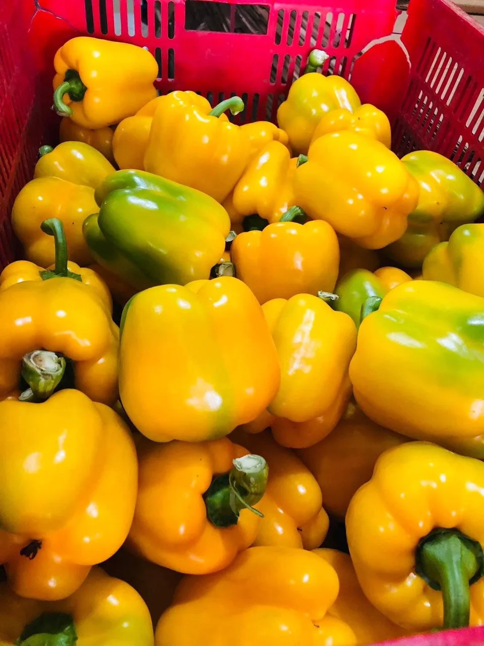 Capsicum/Fresh Red Bell pepper from Vietnam to the best price - standards in agricultural production from Dalat