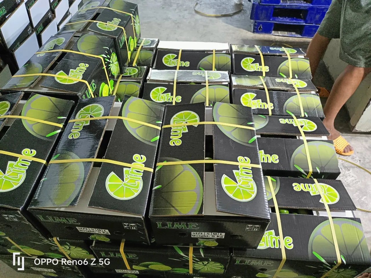 Lemons Fresh for sale/ Fresh Green Seedless Lime Vietnam/ Wholesale GREEN LEMON in Hoang Kim Viet Nam