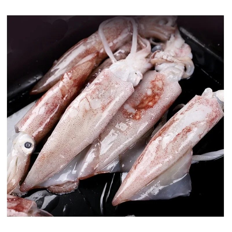 Bulk Stock Available Of Frozen Whole Loligo Squid (Seafood) At Wholesale Prices