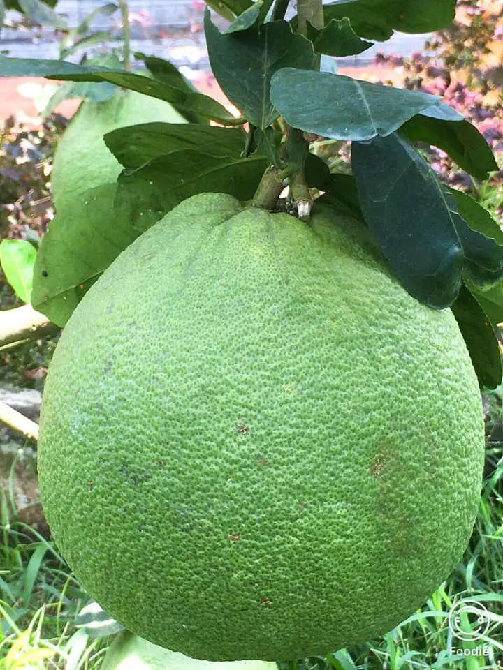 Flash sale Fresh Citrus Fruit Green skin pomelo grapefruit With pink flesh Brix 10 - 13% From Vietnam cheap