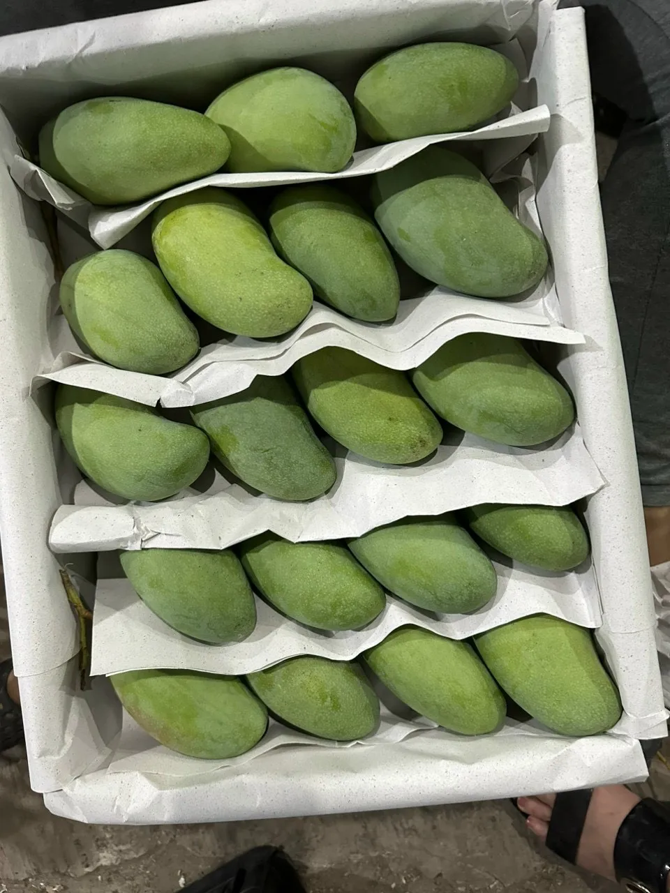 Cheap Price Fresh Mango Fruit From Vietnam / Fresh Mango High Quality Wholesale 2023