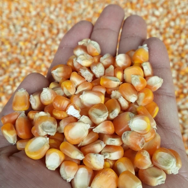 Best Grade Rich in High Quality Organic Corn best quality dried yellow corn at Most Favorable Price