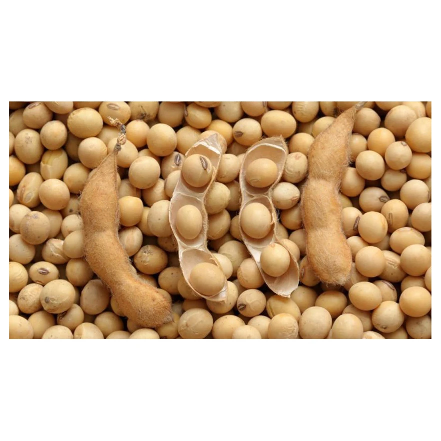 NON GMO Soybean Available for Cheap Price / High Quality Soybean/Soya Bean - Soybean Seeds