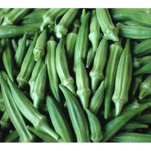 CHEAP PRICE GREEN FRESH OKRA FROM THAILND/FRESH ORGANIC LADY FINGERS FOR SALE