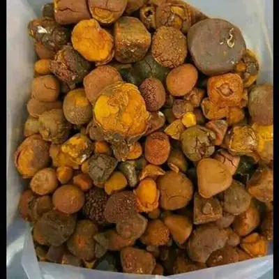 Ox Gallstones Cattle Gallstones Best Grade Cow Gallstones for sale ready now