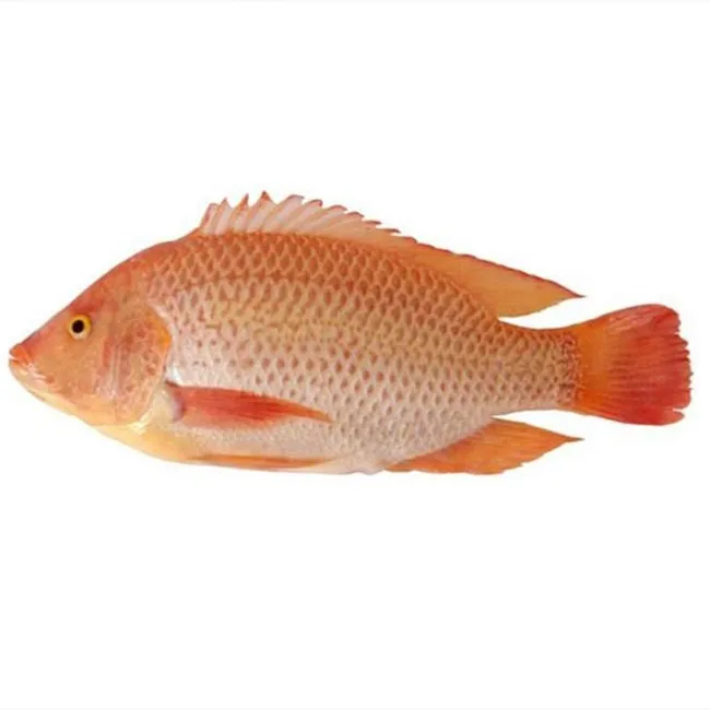 Our company sells round big size frozen tilapia fish. It is very tasty and healthy to eat and cheap