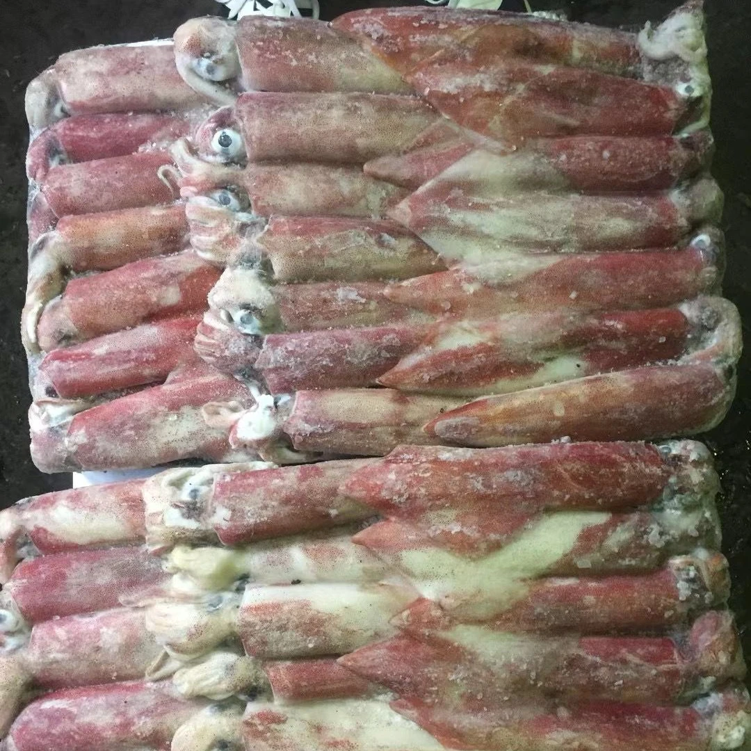 Wholesale Frozen Chilled Squid Frozen Giant Squid Seafood Supplier
